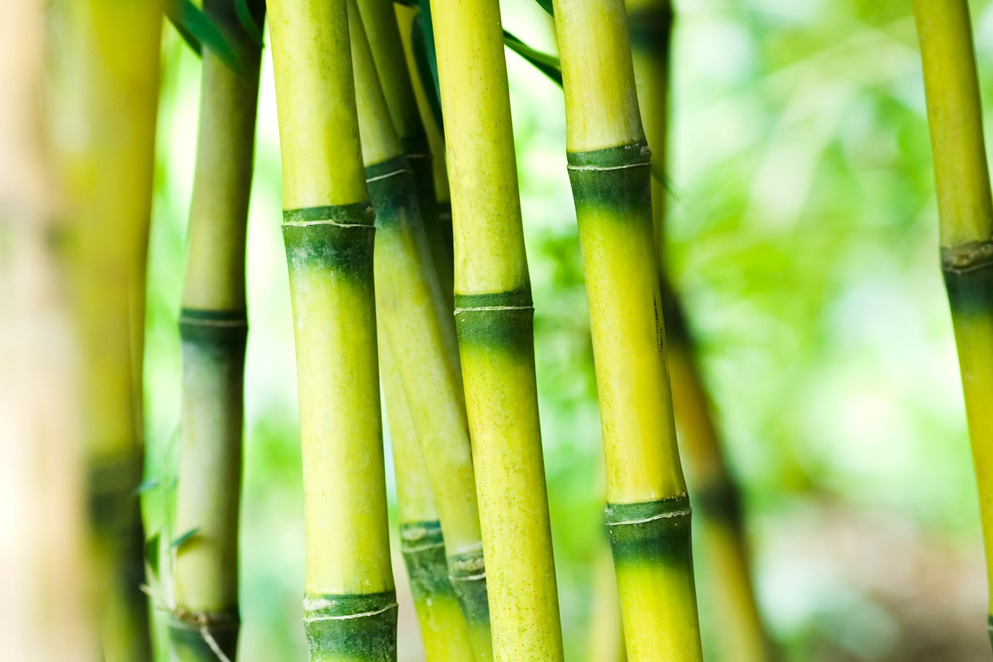 Bamboo